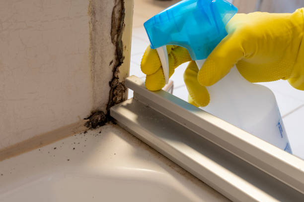 Certified Mold Removal in Belvidere, IL