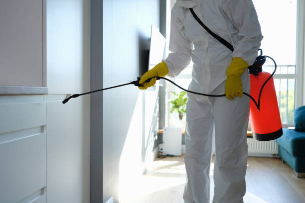 Best Local Mold Removal Service  in Belvidere, IL
