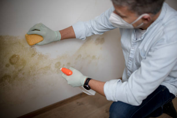 Best Mold Cleaning Services  in Belvidere, IL