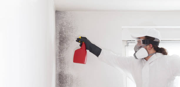 Professional Mold Removal in Belvidere, IL