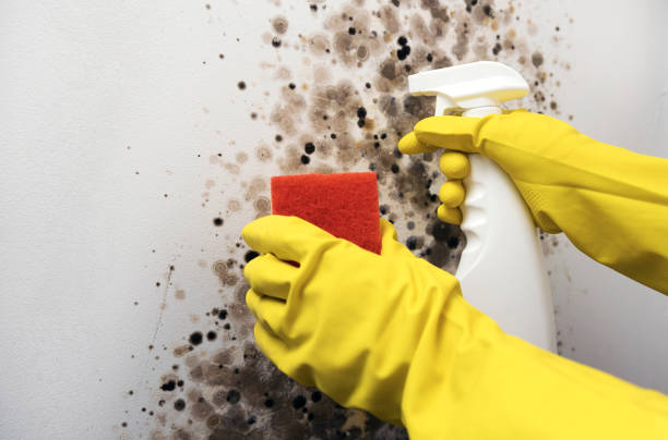Best Certified Mold Removal  in Belvidere, IL
