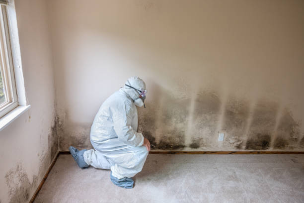 Best Toxic Mold Removal  in Belvidere, IL