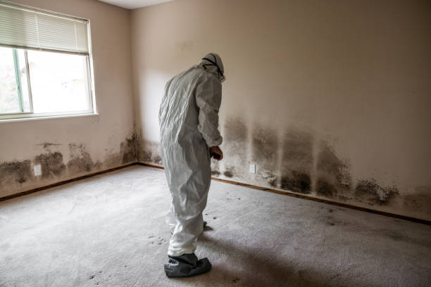 Best Mold Removal Specialists  in Belvidere, IL