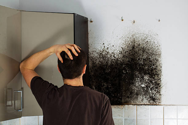 Best Mold Remediation Services  in Belvidere, IL