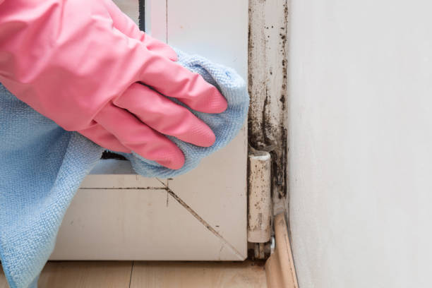 Best Mold Remediation  in Belvidere, IL