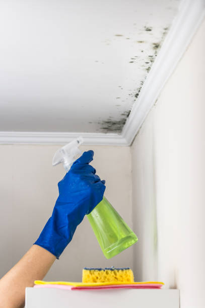 Best Professional Mold Removal  in Belvidere, IL