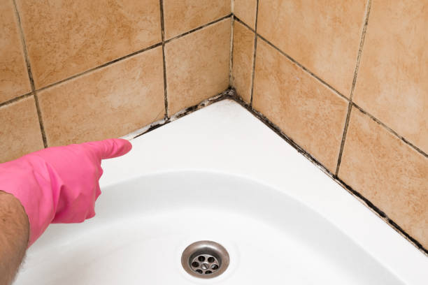 Best Mold Removal Company Near Me  in Belvidere, IL
